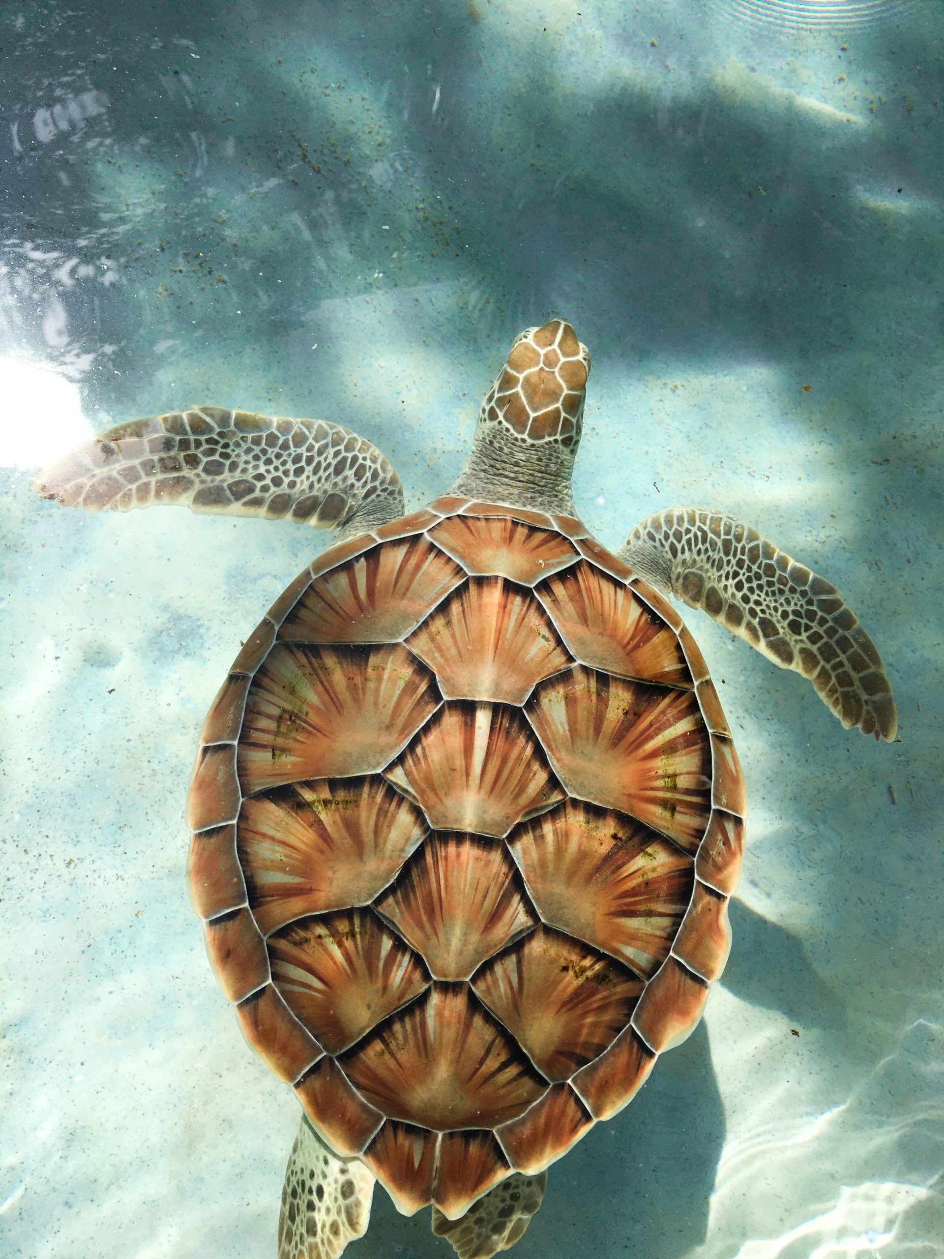 What Does a Turtle Look Like Without a Shell? - Tech-Exclusive